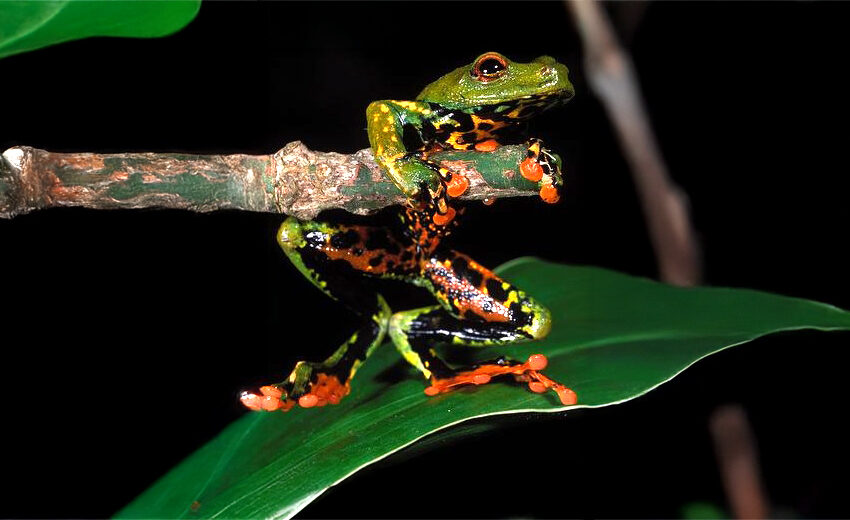 São Tomé reed frog