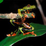 São Tomé reed frog