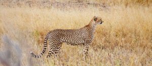 Asiatic cheetah
