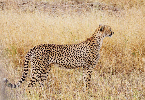 Asiatic cheetah