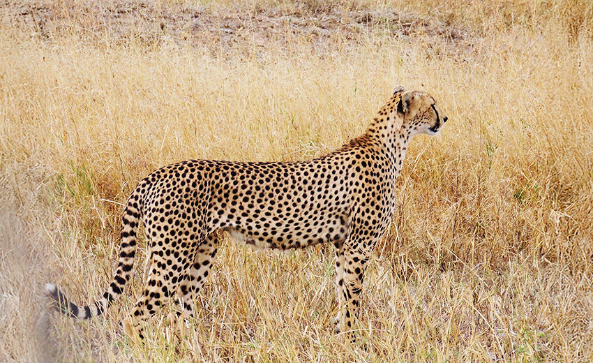 Asiatic cheetah