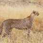 Asiatic cheetah