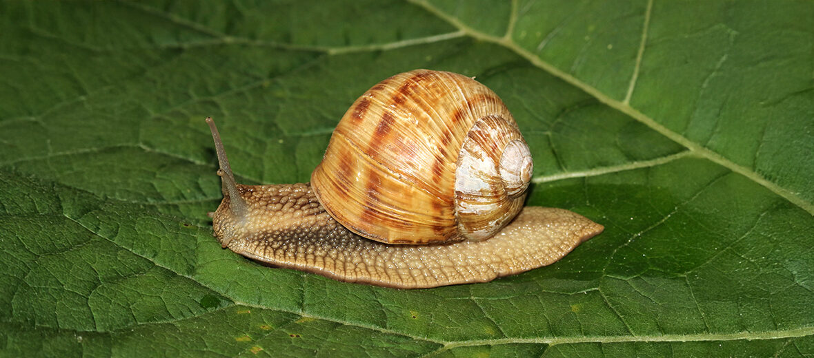 burgundy snail
