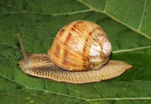 burgundy snail