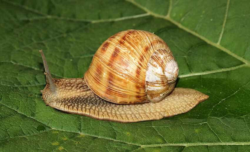 burgundy snail