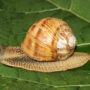 burgundy snail