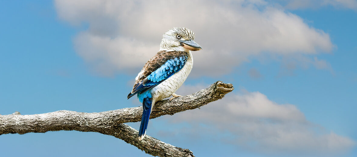 blue-winged kookaburra
