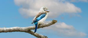 blue-winged kookaburra