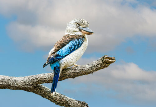 blue-winged kookaburra