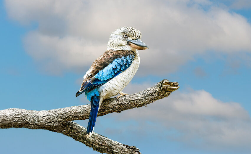 blue-winged kookaburra