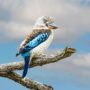 blue-winged kookaburra