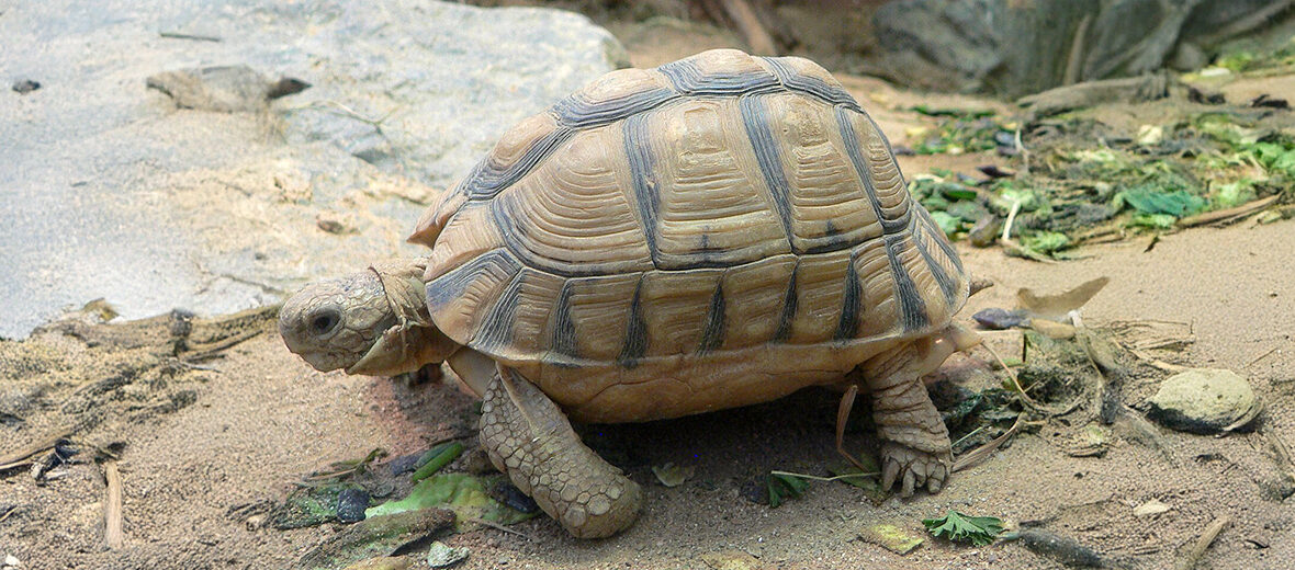 Kleinmann's tortoise