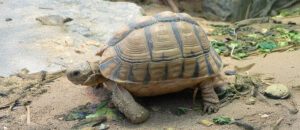 Kleinmann's tortoise