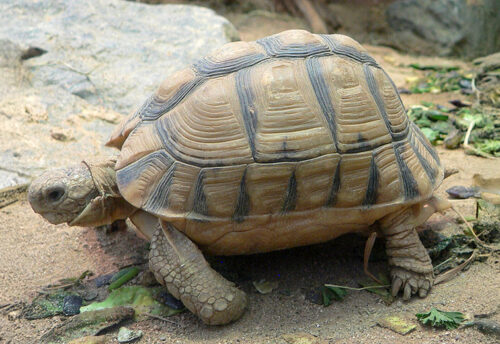 Kleinmann's tortoise
