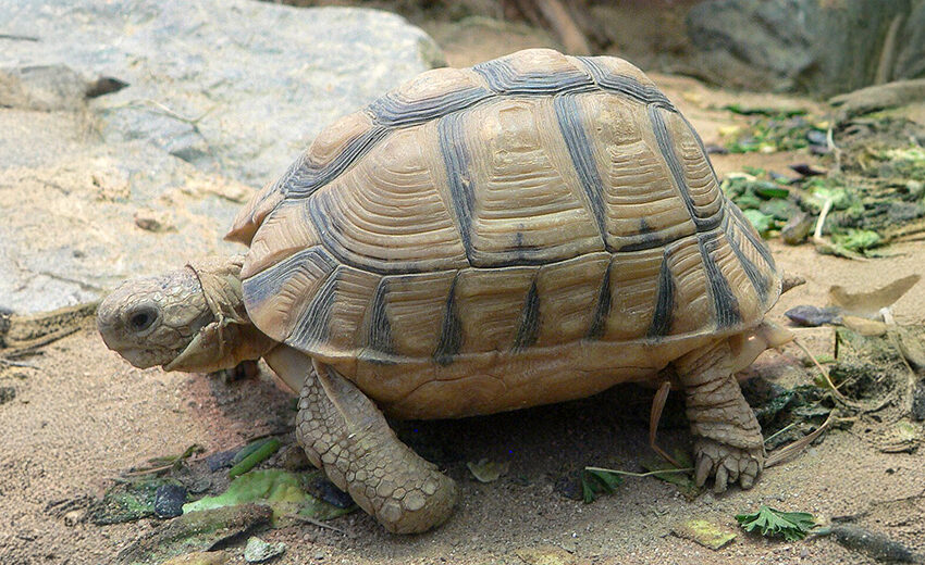 Kleinmann's tortoise