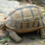 Kleinmann's tortoise