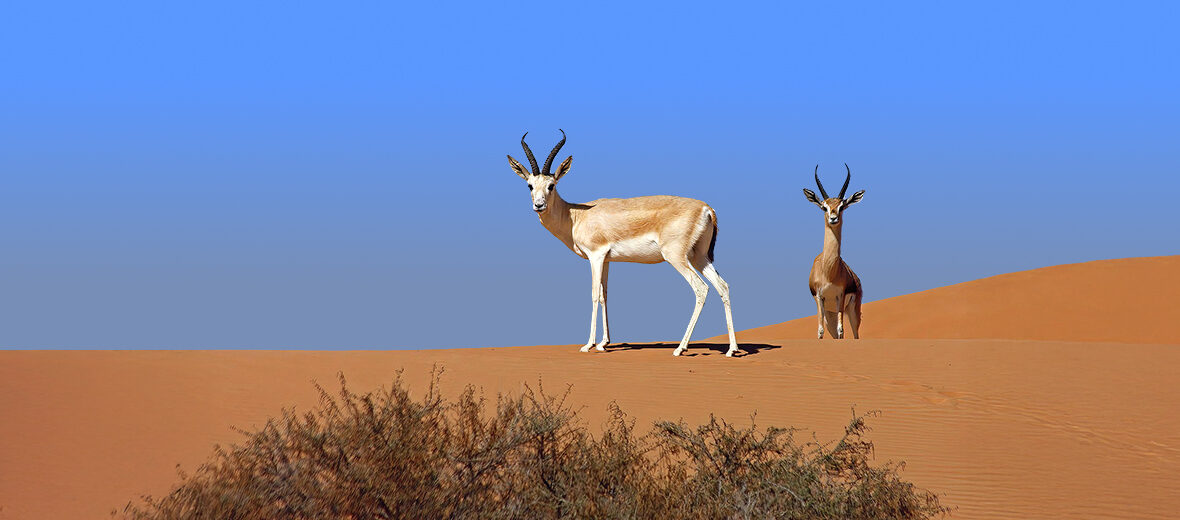 mountain gazelle