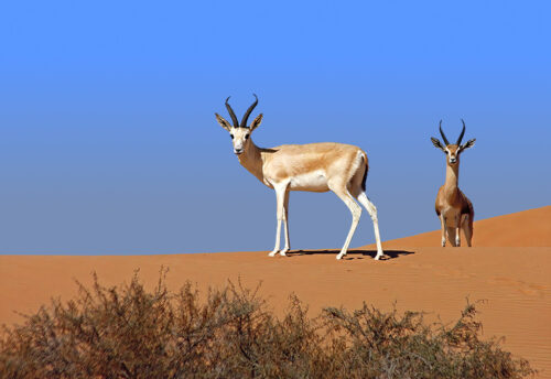 mountain gazelle
