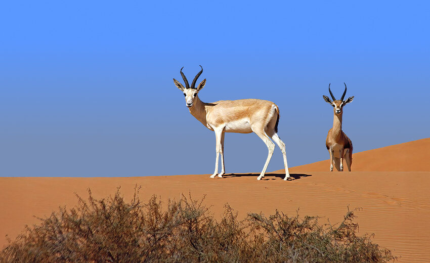 mountain gazelle
