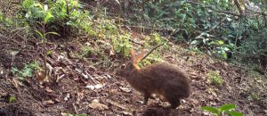 Omilteme cottontail