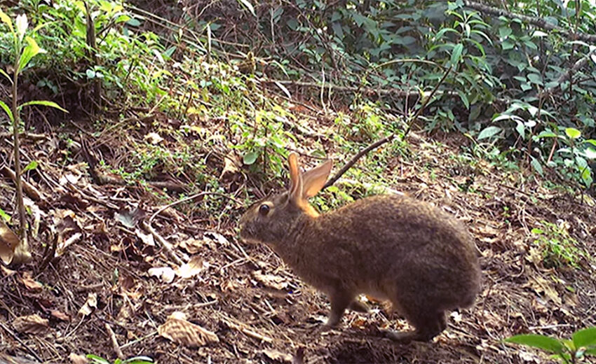 Omilteme cottontail