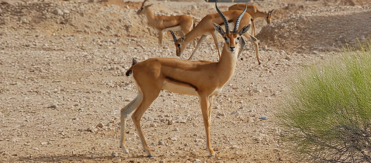 red-fronted gazelle
