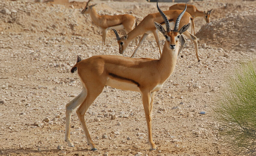 red-fronted gazelle
