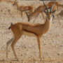 red-fronted gazelle