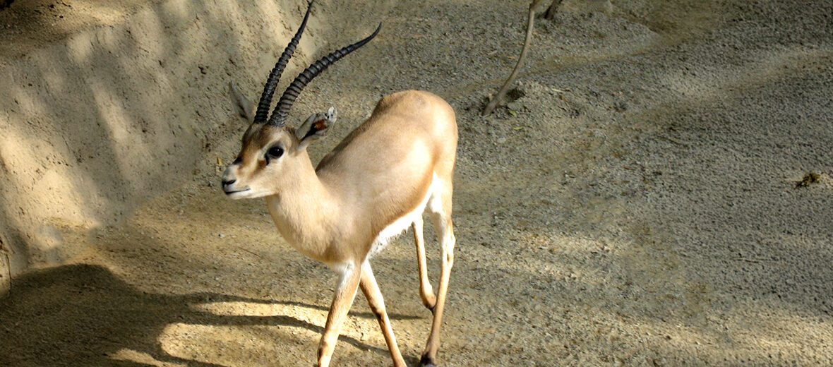 rhim gazelle