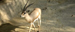 rhim gazelle