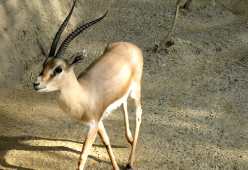 rhim gazelle