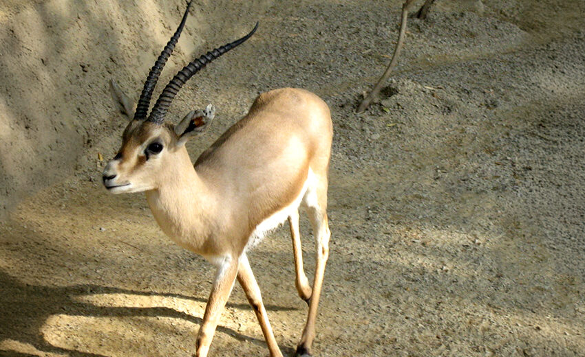 rhim gazelle