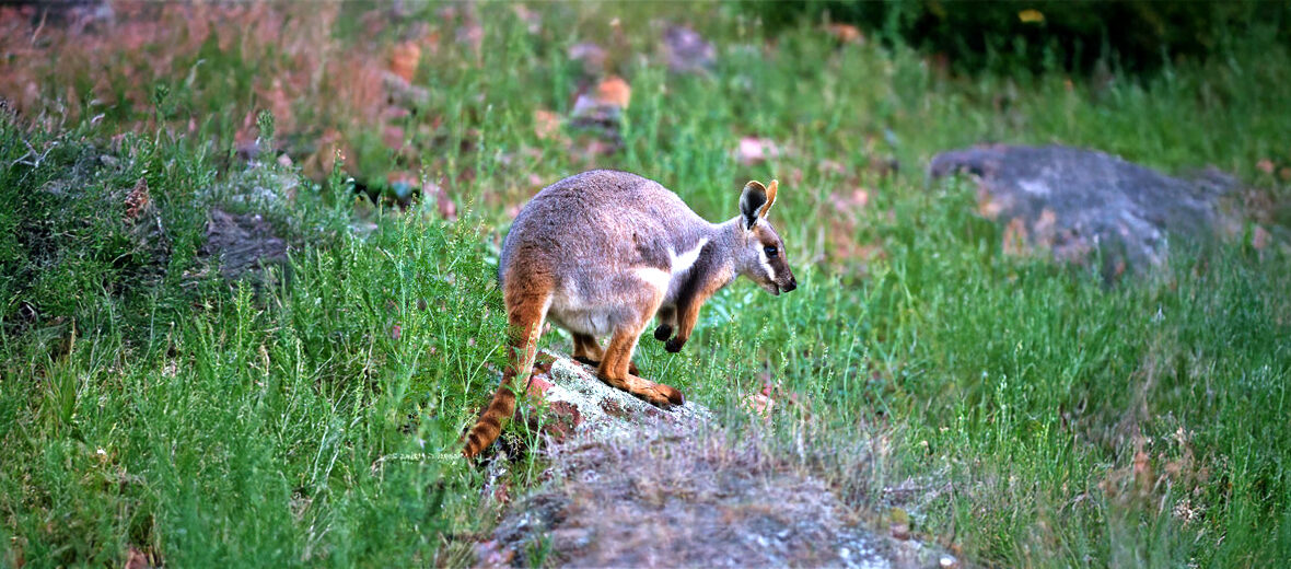 Rothschild's rock-wallaby