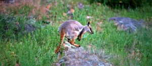 Rothschild's rock-wallaby