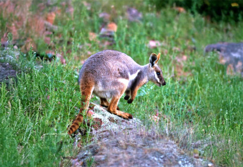 Rothschild's rock-wallaby
