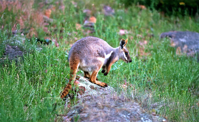 Rothschild's rock-wallaby