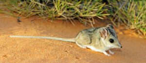 sandhill dunnart