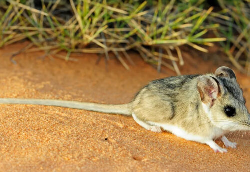 sandhill dunnart