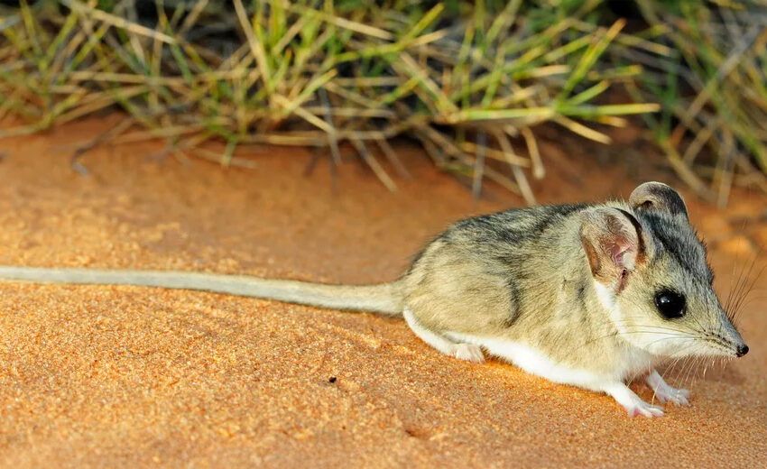 sandhill dunnart