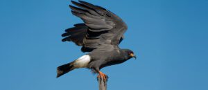 snail kite