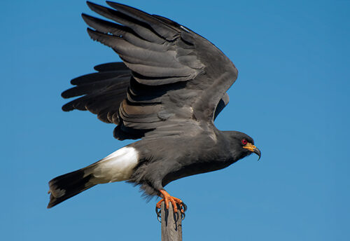 snail kite