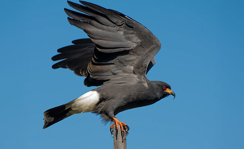 snail kite