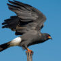 snail kite