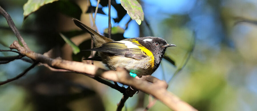 Matakiore Welcome the Honeyeating Stitchbird | Critter Science