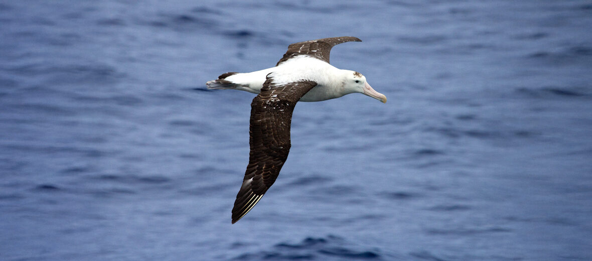 Tristan albatross