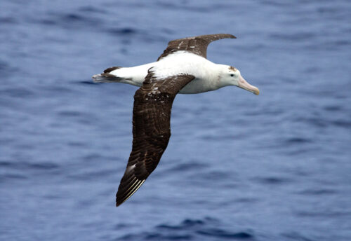 Tristan albatross