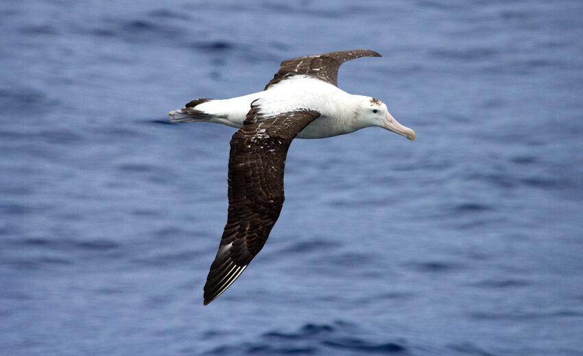 Tristan albatross