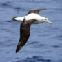 Tristan albatross