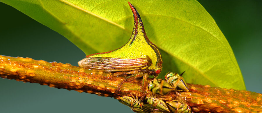 The Unique Looking Thorn Bug | Critter Science