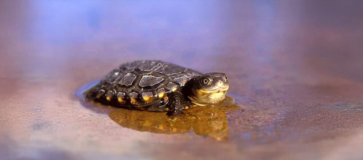 western swamp turtle